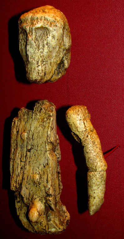 -30 000 г. до н.э. Кроманьонец похоронил мужчину с головным убором из раковин моллюсков