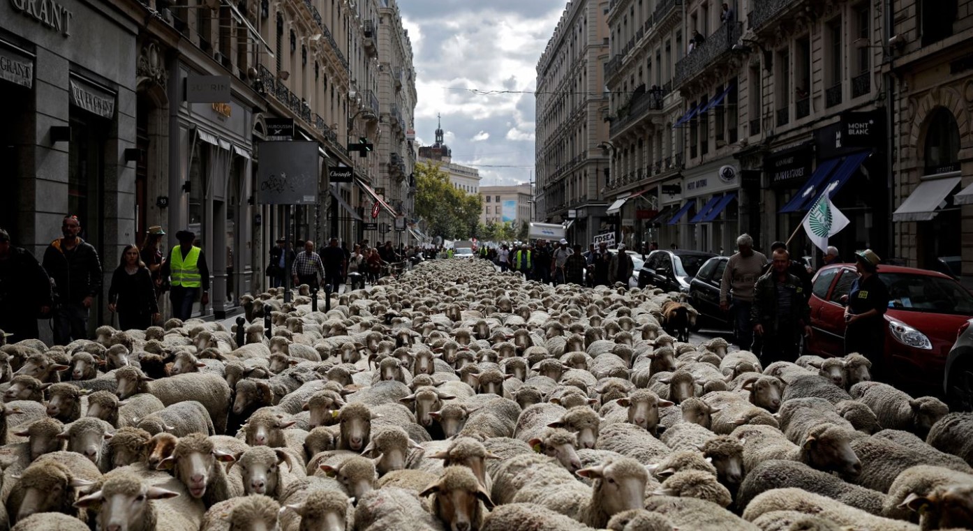 Высоцкий шагают бараны в ряд. Толпа Баранов. Стадо людей. Люди стадо Баранов. Толпа овец.