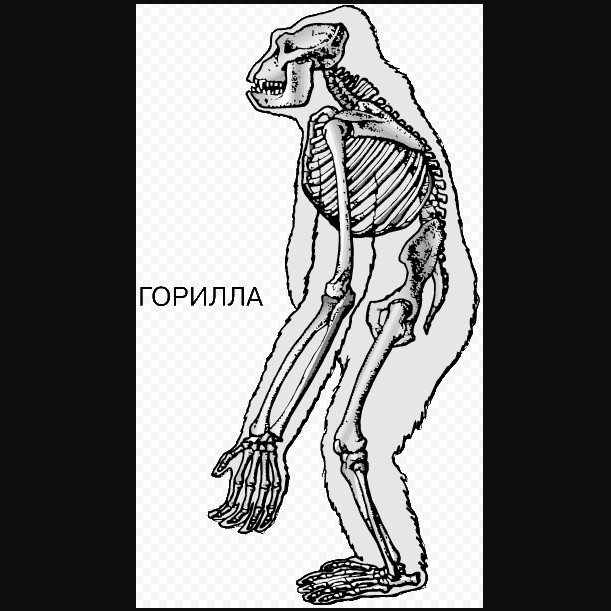 Шимпанзе передняя конечность. Анатомия конечностей шимпанзе. Скелет передней конечности шимпанзе. Конечности приматов скелет. Скелет гориллы и человека.
